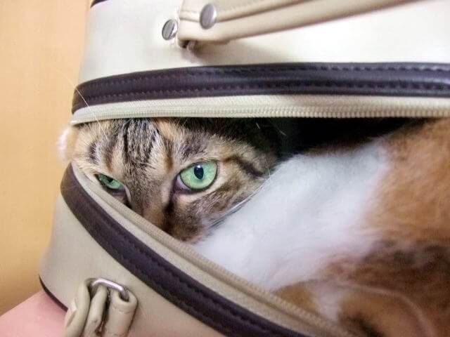 バッグに潜り込んで猫のイメージ写真