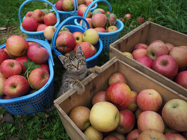劇場版 岩合光昭の世界ネコ歩き、リンゴ農園の猫