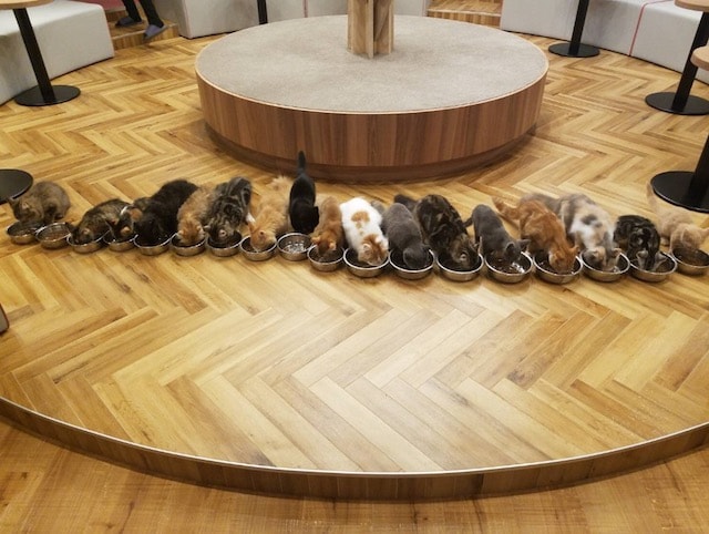 猫が一列に並んだご飯タイムの様子 by 猫カフェMoCHA名古屋店