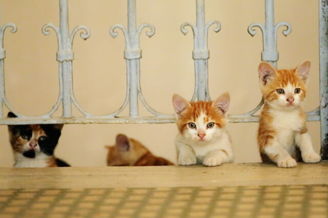 トルコ・イスタンブールの野良猫たち
