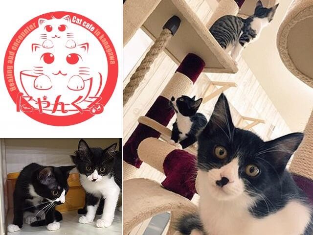 譲渡型猫カフェ「にゃんくる」の3店舗で夏の仔猫祭りキャンペーンが開催中