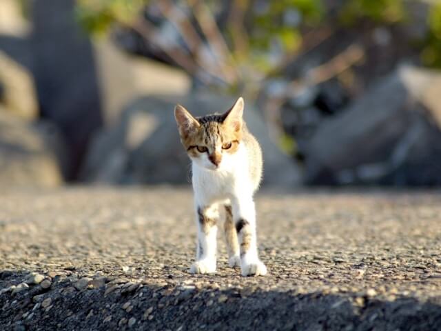 最新版 猫を飼っている芸能人 40人を一挙公開 随時更新 Cat Press キャットプレス