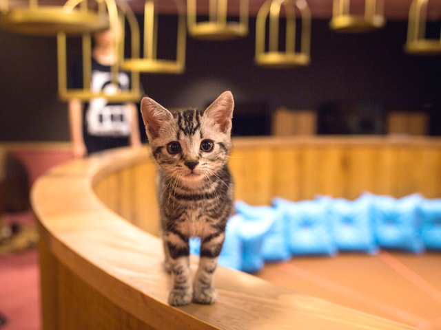 猫カフェMoCHA・名古屋店にいる猫スタッフ