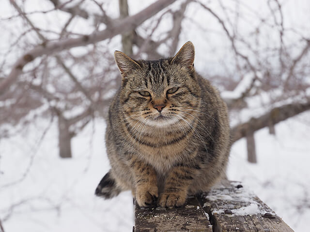 世界ネコ歩き「津軽の四季」雪景色の中に佇む猫