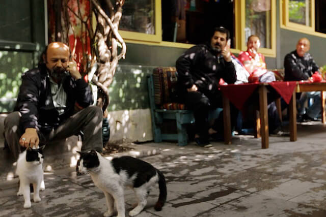 町の人に愛されている猫 in トルコ・イスタンブール