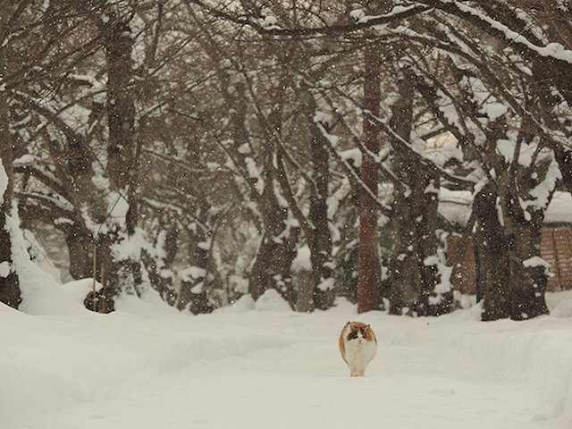 世界ネコ歩き「津軽の四季」雪の中を歩く猫