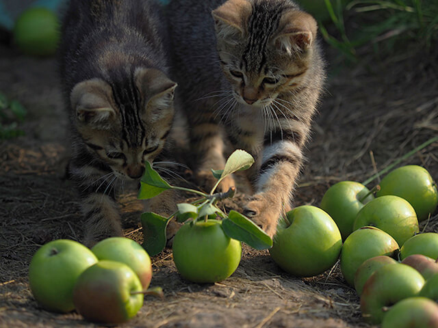 劇場版 岩合光昭の世界ネコ歩き、リンゴとじゃれる猫たち