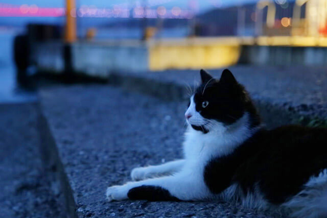夕暮れ時の街中に佇む猫 in トルコ・イスタンブール
