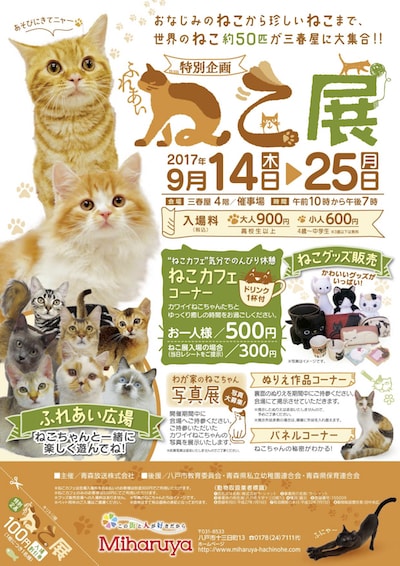 世界中の珍しい猫と触れ合える ふれあいねこ展 青森県八戸市で開催 Cat Press キャットプレス