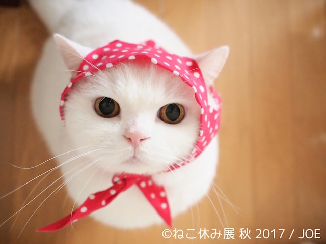 美人白猫の「うらちゃん」