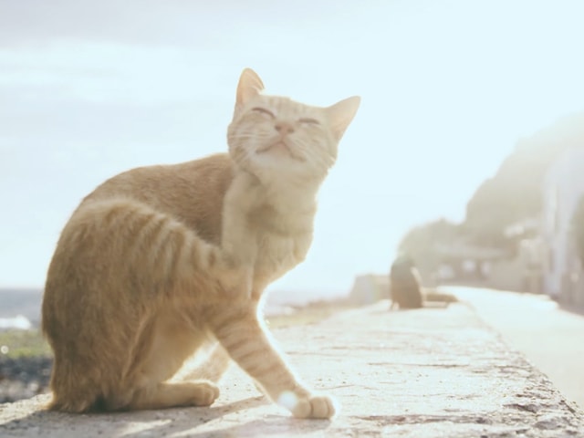 猫島「相島」で撮影したエド・シーランのミュージックビデオが公開