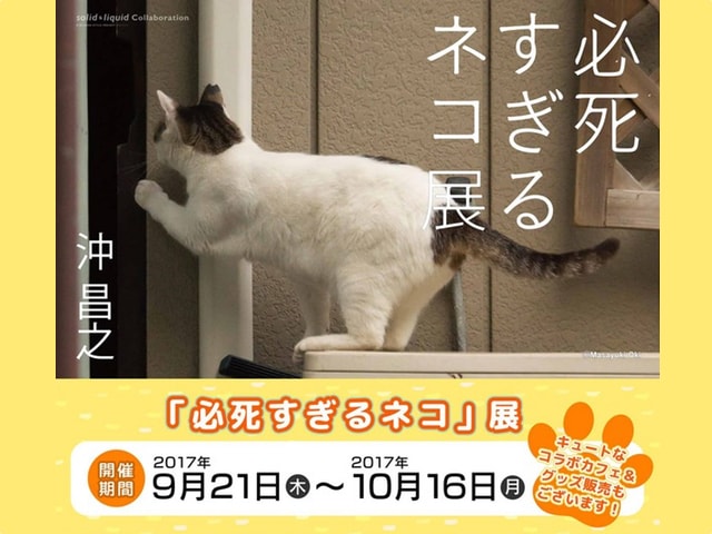 猫写真家・沖昌之さんの写真展が町田で開催中、10/1にはサイン会も