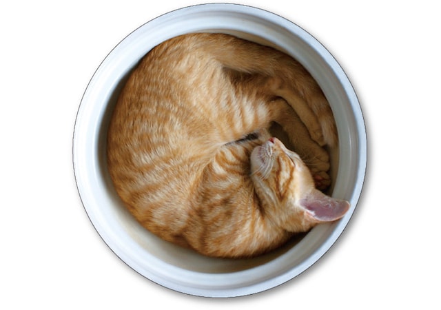 「ねこトランプ」の裏面デザインは茶トラの猫鍋