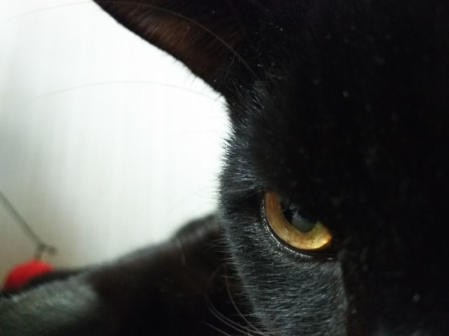 黒猫の写真イメージ（至近距離）