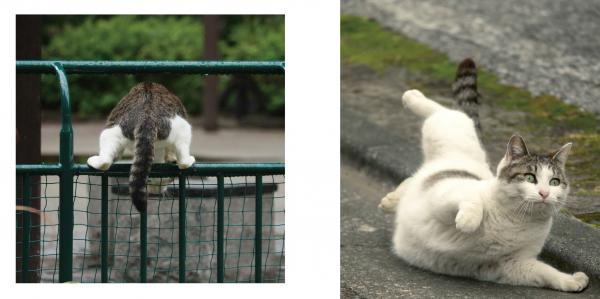 写真集「必死すぎるネコ」に掲載されている必死な表情のネコたち