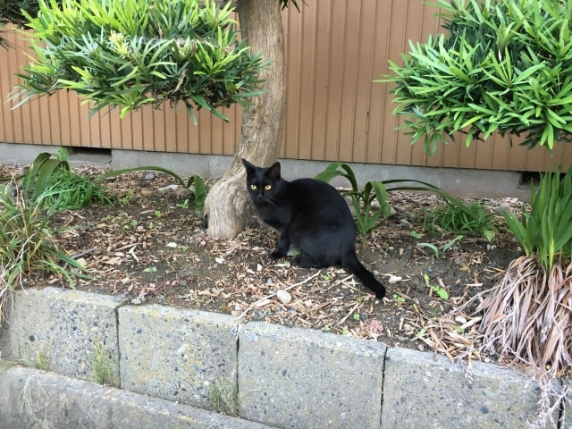 野良猫の黒猫のイメージ写真