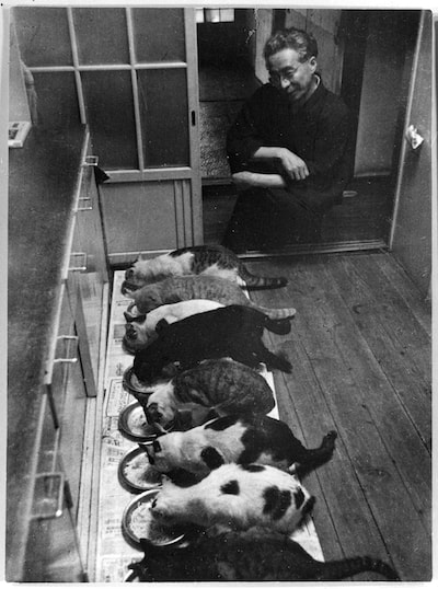 大佛次郎と一列に並んでご飯を食べる猫 （1954年撮影:石井彰氏）