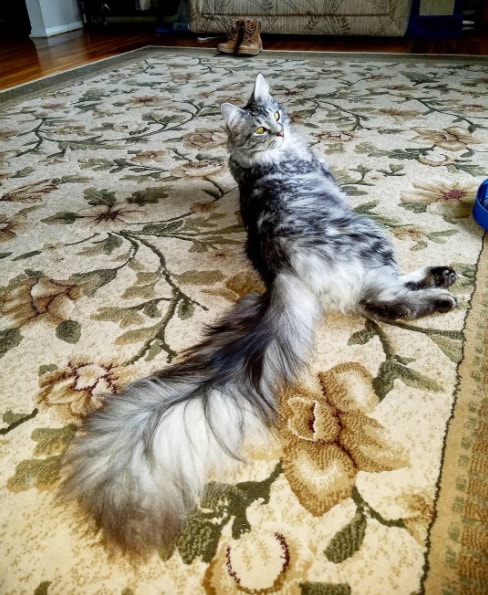 ギネス認定された最も尻尾が長い猫の「シグナス」