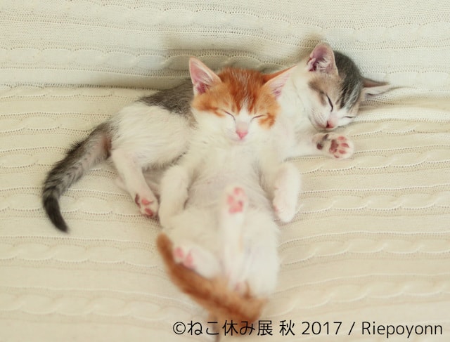 仲良し寝姿の双子猫「アメリ」と「カヌレ」