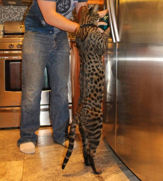 最も背が高い猫としてギネス世界記録に登録されたサバンナキャットのアークトゥルス