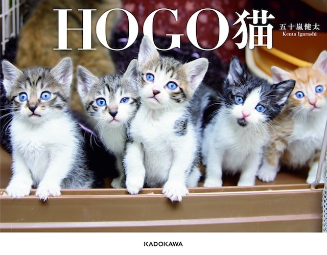カメラマン・五十嵐健太さんの猫写真集「HOGO猫」