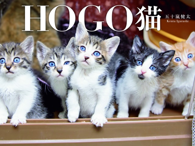 写真家・五十嵐健太さんの新作写真集「HOGO猫」が発売、写真展も開催