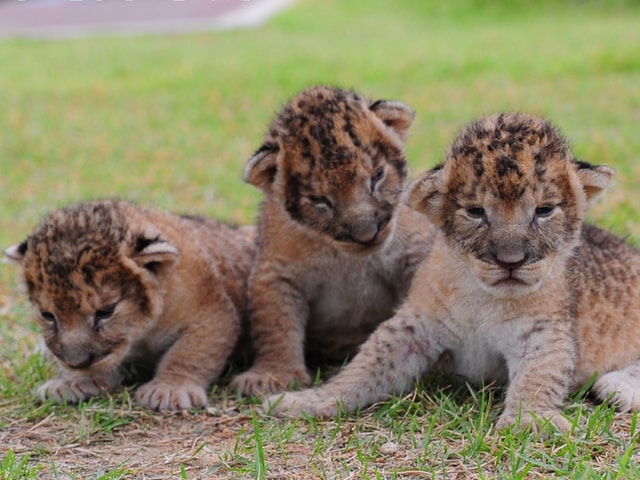 アドベンチャーワールドでライオンの三つ子が誕生！赤ちゃんとの触れ合いイベントを開催