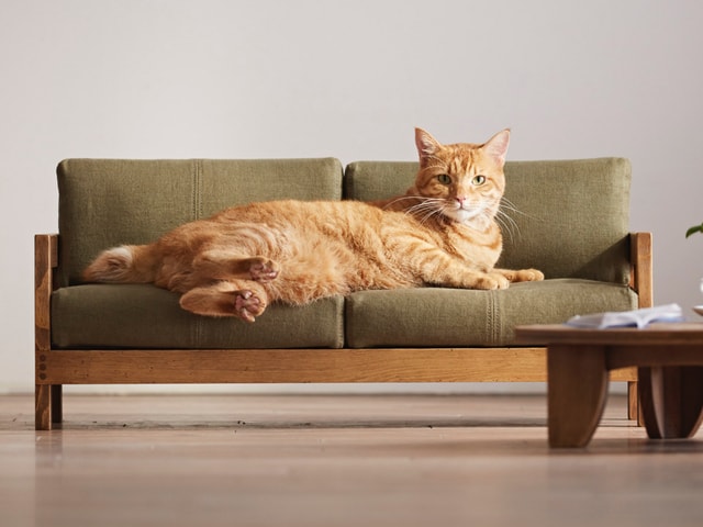 大川の家具職人が本気で作った猫用のハイクオリティ家具「ネコ家具」