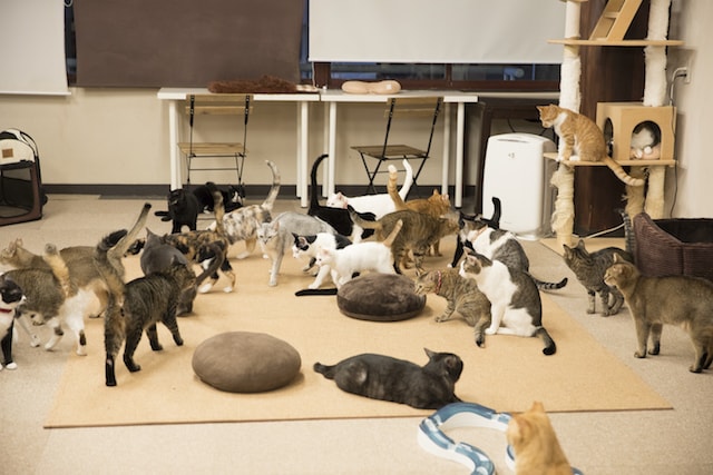 五十嵐健太・猫写真集「HOGO猫」の収録写真イメージ