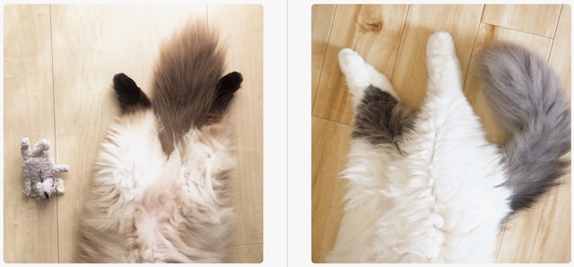 猫の短い後ろ足 by 写真集「ねこのおみあし」