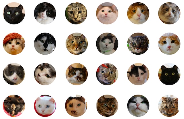 総勢50匹の猫をドュメンタリー映像と写真で紹介