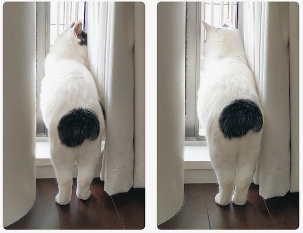 立ち姿の猫の後ろ足 by 写真集「ねこのおみあし」
