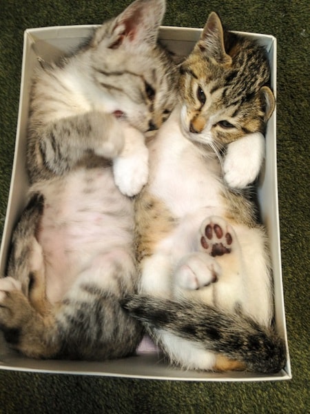 箱のなかに収まる人気猫「サバ身、トラ身」