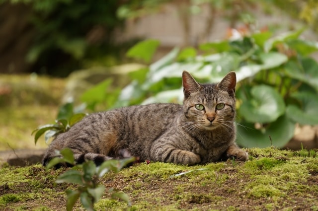 枝の上で佇む猫 大型 ヴィンテージ ステンドグラス キジトラ - www