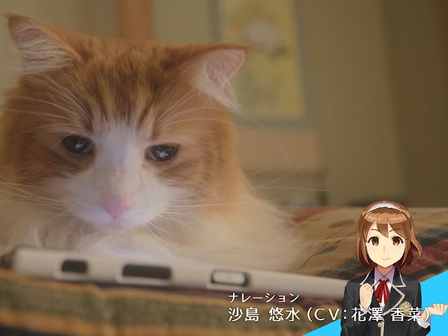 人気ゲームのスクスト、猫が登場するWEB動画「きょうの隊長さん」を公開中