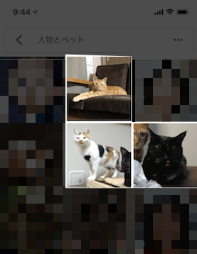 ペット写真の自動グルーピング機能 使い方手順3 by Googleフォト