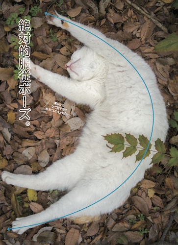 伸びる猫の写真 by 「見るだけで目がよくニャる猫の写真」
