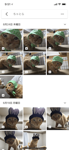 Googleフォトで猫（ペット）の写真を検索することができる