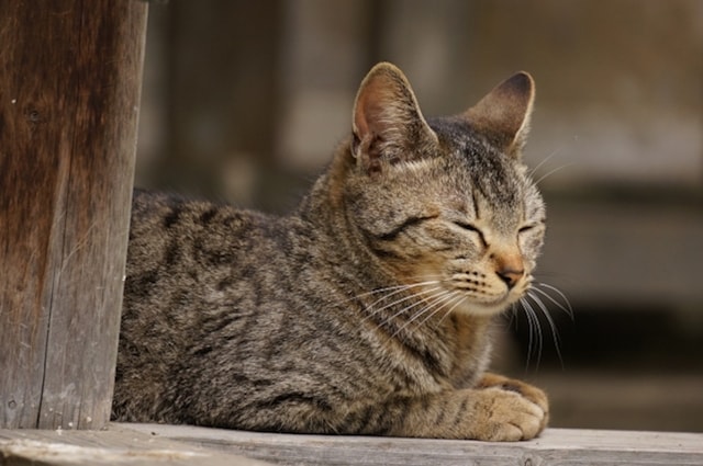 日本のキジトラ・キジ猫の写真（AC）