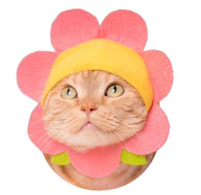 猫用の「お花」のかぶりもの コーラルピンク