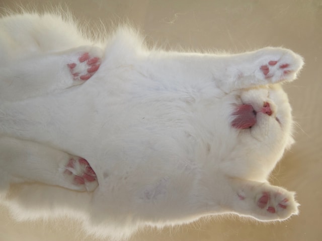 猫のタマタマ(にゃんたま)の写真家・芳澤ルミ子氏の新刊「ネコの裏側」