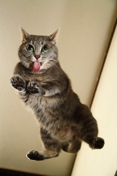 舌を出した肉球丸見えの猫 by ネコの裏側