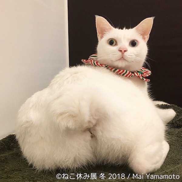 白猫のお尻 by Mai Yamamoto