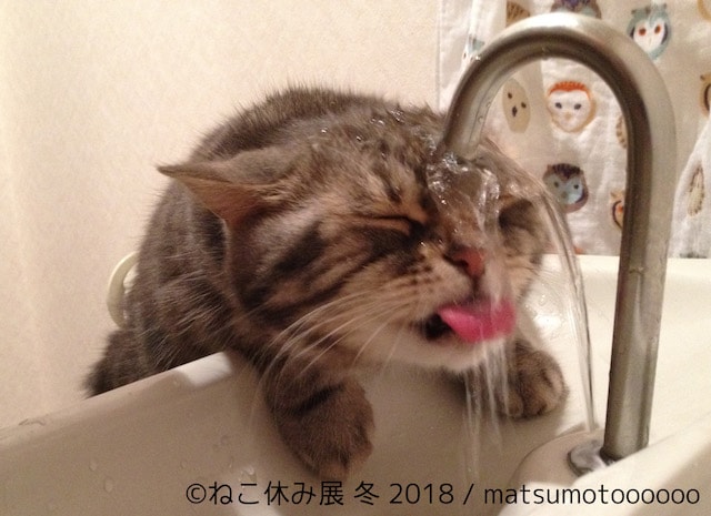 水が上手く飲めない猫 by matsumotoooooo