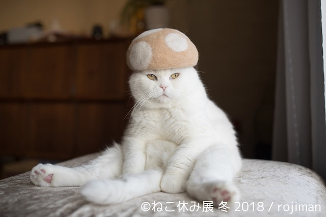 きのこ帽をかぶるネコ by rojiman