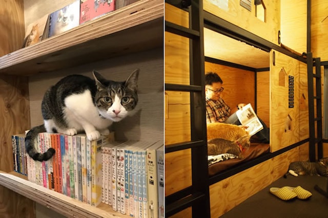 大阪ネコビル・ネコリパブリック大阪心斎橋店4Fにある二段ベッドと猫本を揃えた本棚