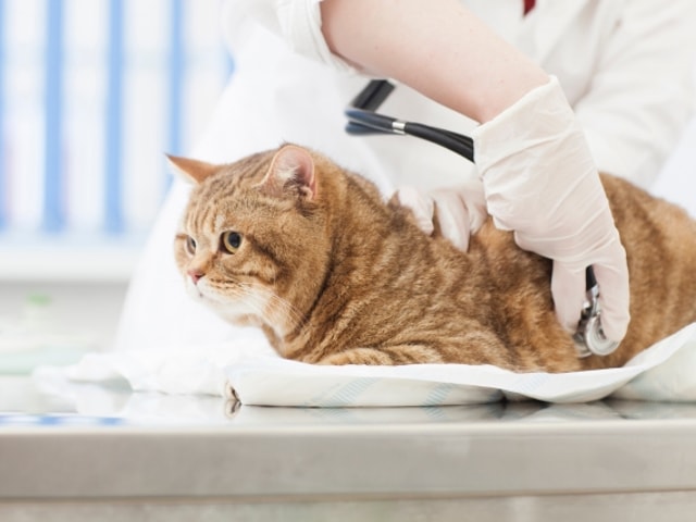 動物病院で診察を受ける猫(AC)
