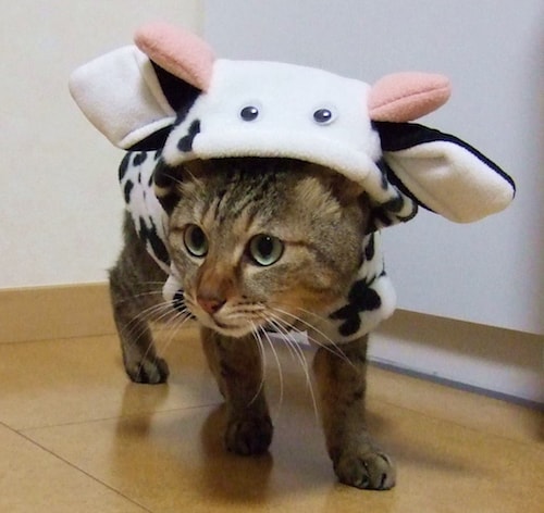 牛のきぐるみを着た猫の写真(AC)