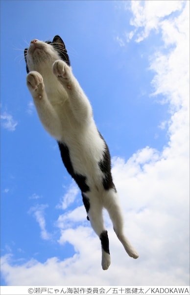 空を飛ぶ猫の写真 by 五十嵐健太