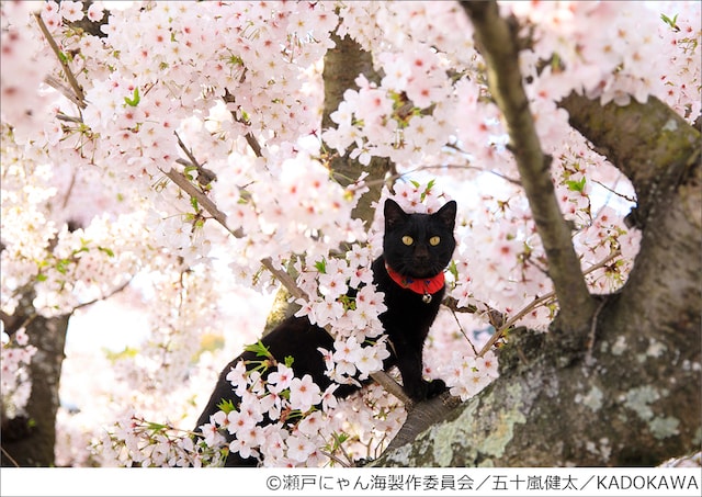 満開の桜の木に登る黒猫 by 五十嵐健太